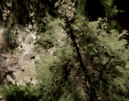 Virtueller Kameraflug über den Wald